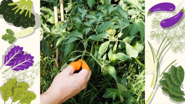 Hilitchi 6 Pack Small Size, Garden Silicone Thumb Knife - Image 7
